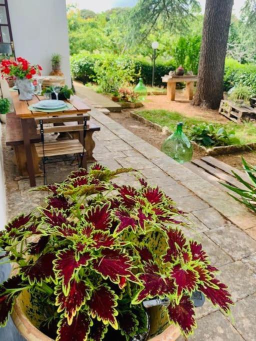 Apartamento Casina Foggia Dell'Albero Putignano Exterior foto